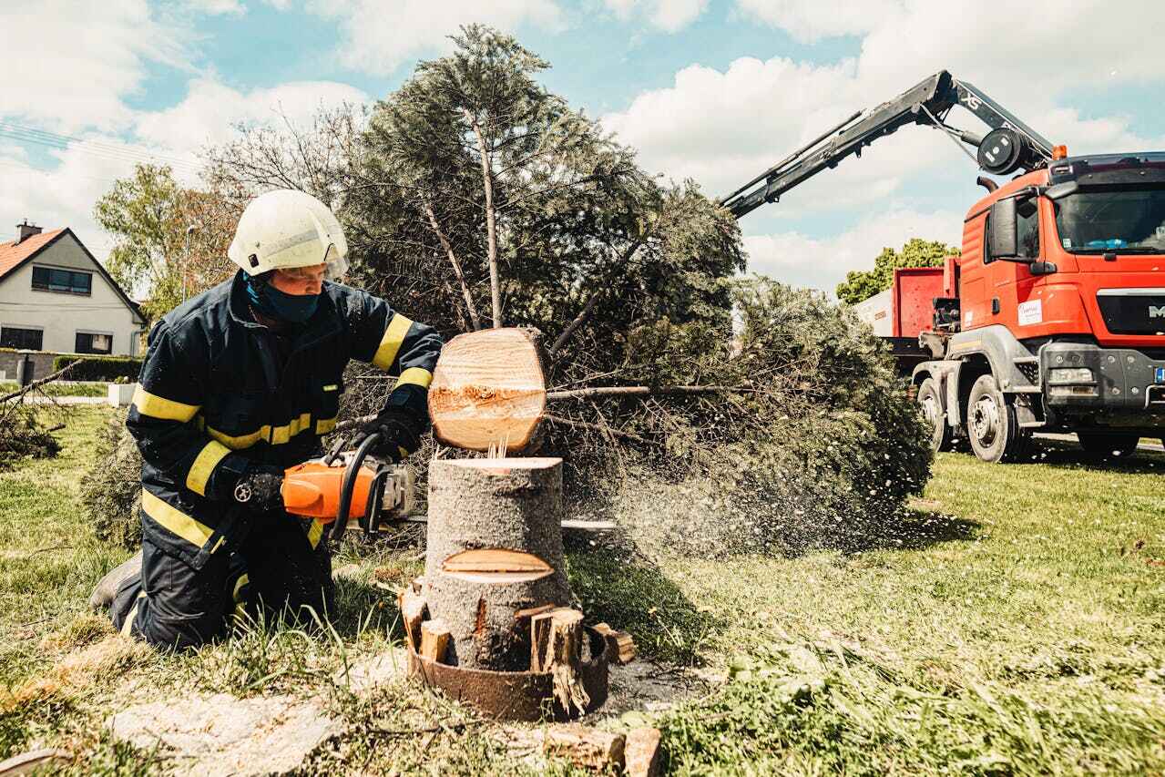 Tree Health Inspection